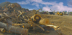 фото "Post katrina cleanup"