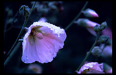 photo "blume"