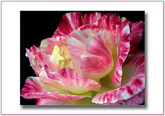 photo "***"