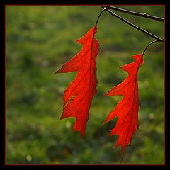 фото "Red autumn"