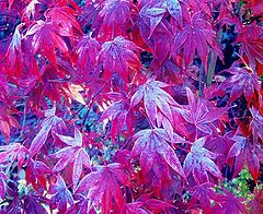 фото ""First Frost""