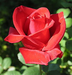 фото "роза"