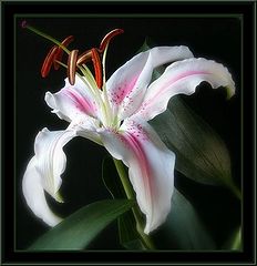 фото "lilium"