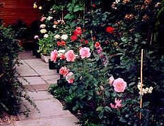 фото "You Didn't Promise Me A Rose Garden""
