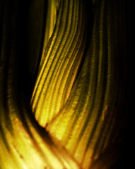 photo "A kind of muscule ..."