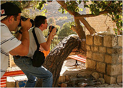 photo "Cat hunting"