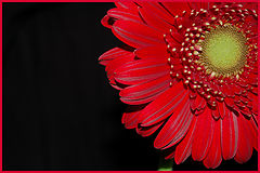 фото "red&black-3"