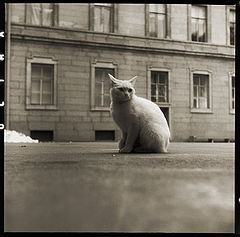 photo "cat"