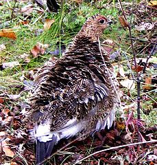 photo "The Wild pullet (the partridge)."