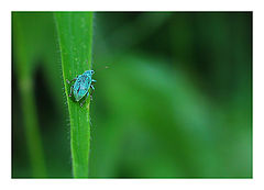 photo "Blue being"