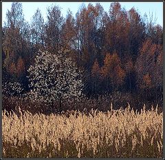 фото "Такие разные цвета осени"