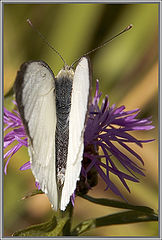 photo "Angel."