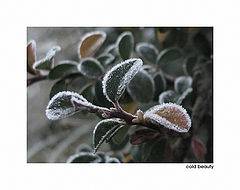 photo "Cold beauty"