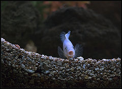 photo "Friendly fish"