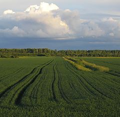 photo "summer-field"