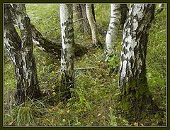 photo "Sight at a wood by the mushroom picker eyes"