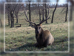 фото "The Bull Elk"