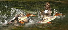 photo "common merganser taking off"