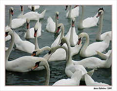 photo "Dance of swans (greater)"