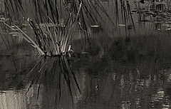 фото ".***"