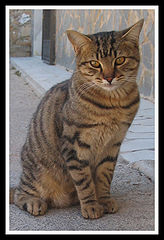 photo "Kitten"