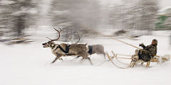 photo "reindeer race"