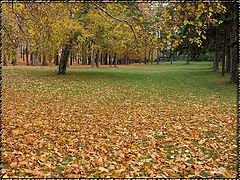 photo "Magnificent dying of the nature"