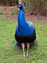 photo "Peacock"