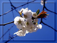 photo "Spring flowering"