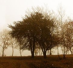 фото "* * *"