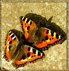 photo "Butterflies on a spring cemetery"