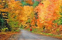 photo "fall colour splendor"