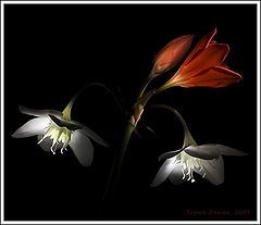 photo "***"