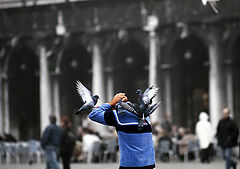 photo "Invasion of bird"