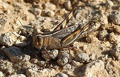 фото "Grasshopper"