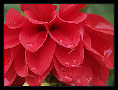photo "After a rain"