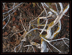 фото "Twisted"