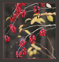 фото "Red"