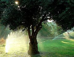 photo "Autoirrigation"
