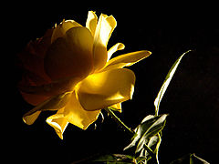 photo "***"