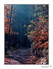 album "spirit of wood"