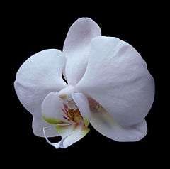 photo "White orchid"