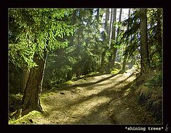 photo "shining trees"