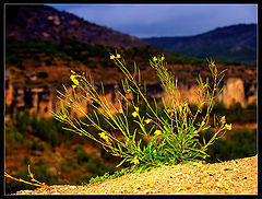 photo "***"