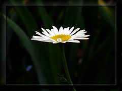photo "Lonely camomile"