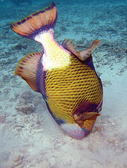 photo "Triggerfish is Busy"