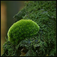 фото "Bonnet"