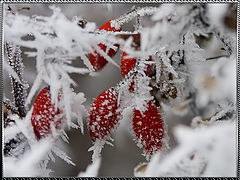 photo "Winter needles"