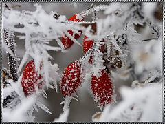 фото "Зимние колючки"