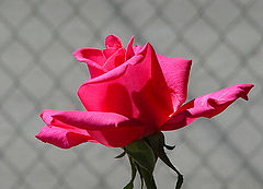 photo "Captured"
